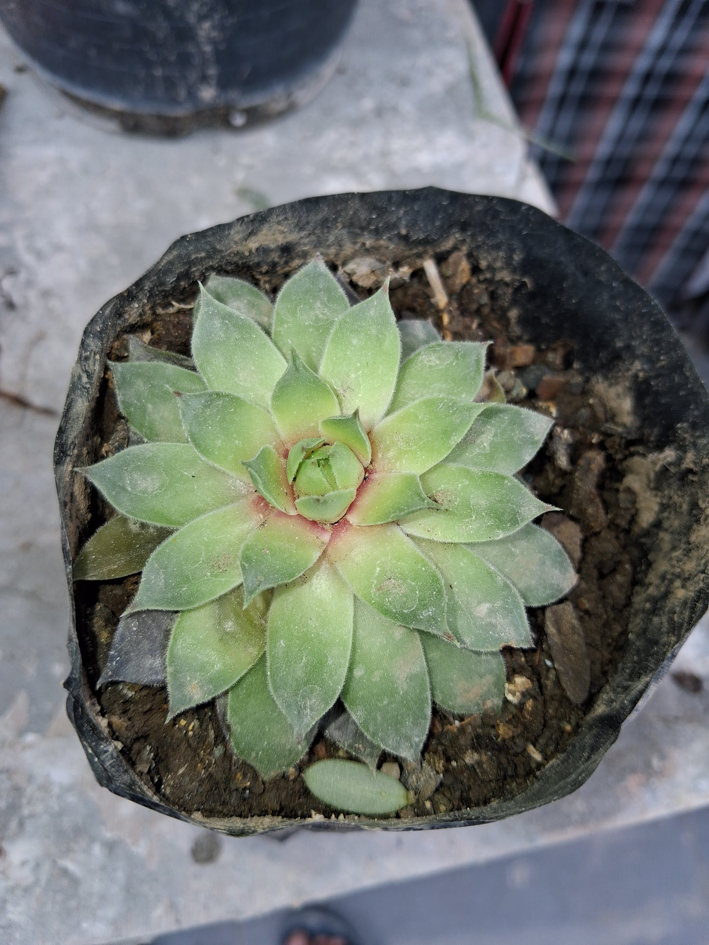 Laxmi kamal/Lotus Succulent