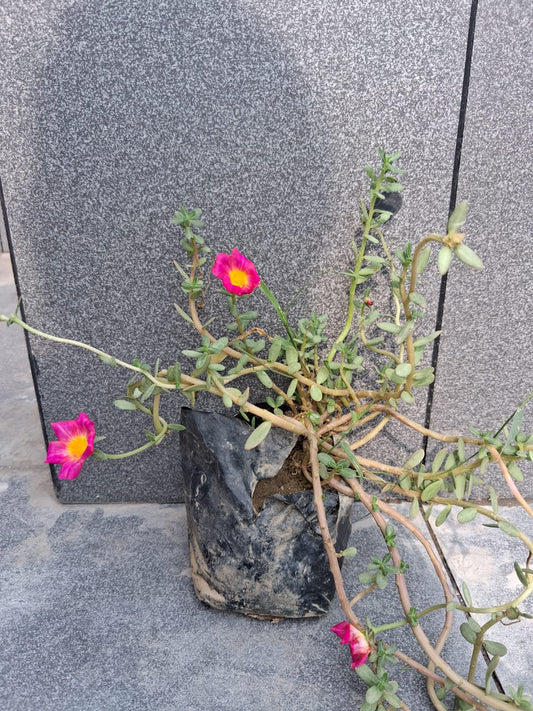 plant 2