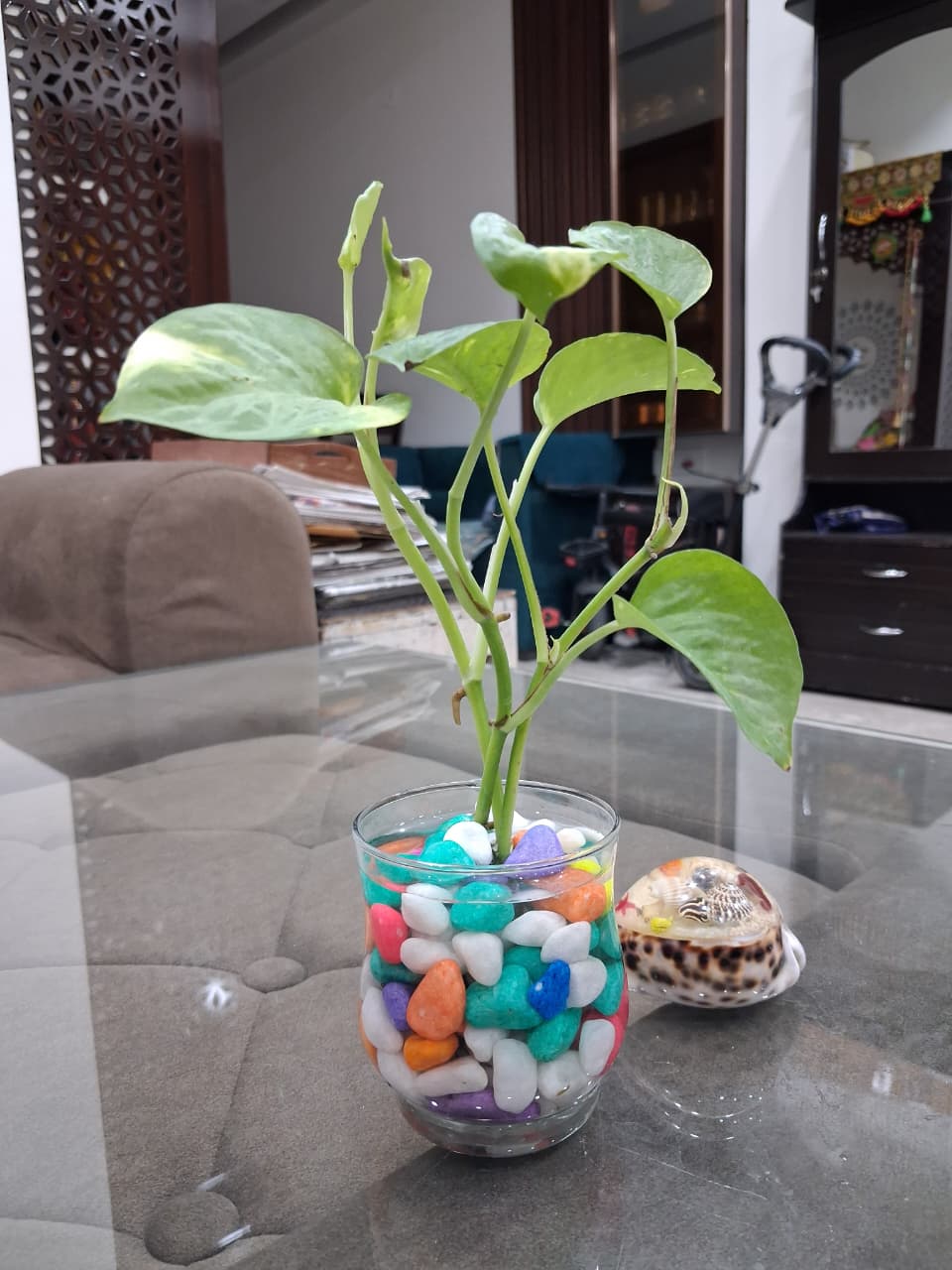 plant 3