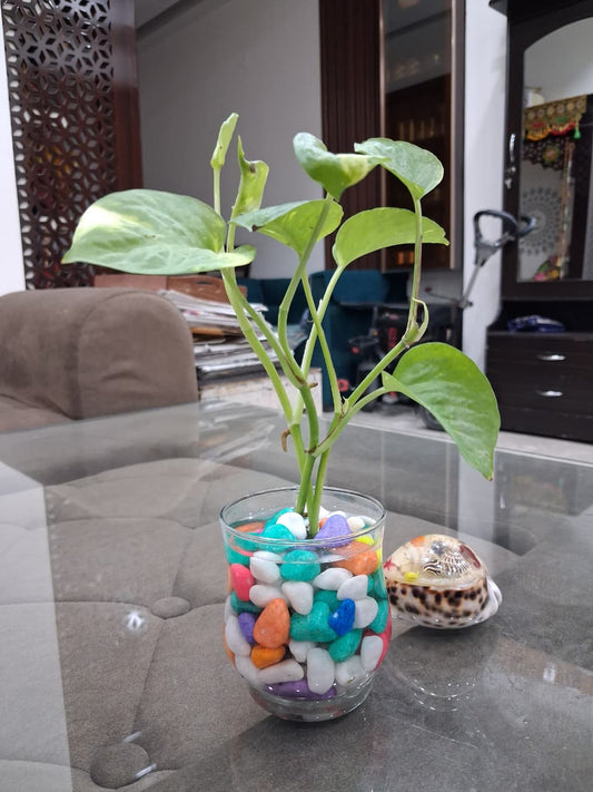 plant 3