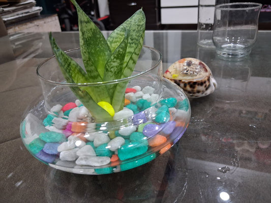 plant 4