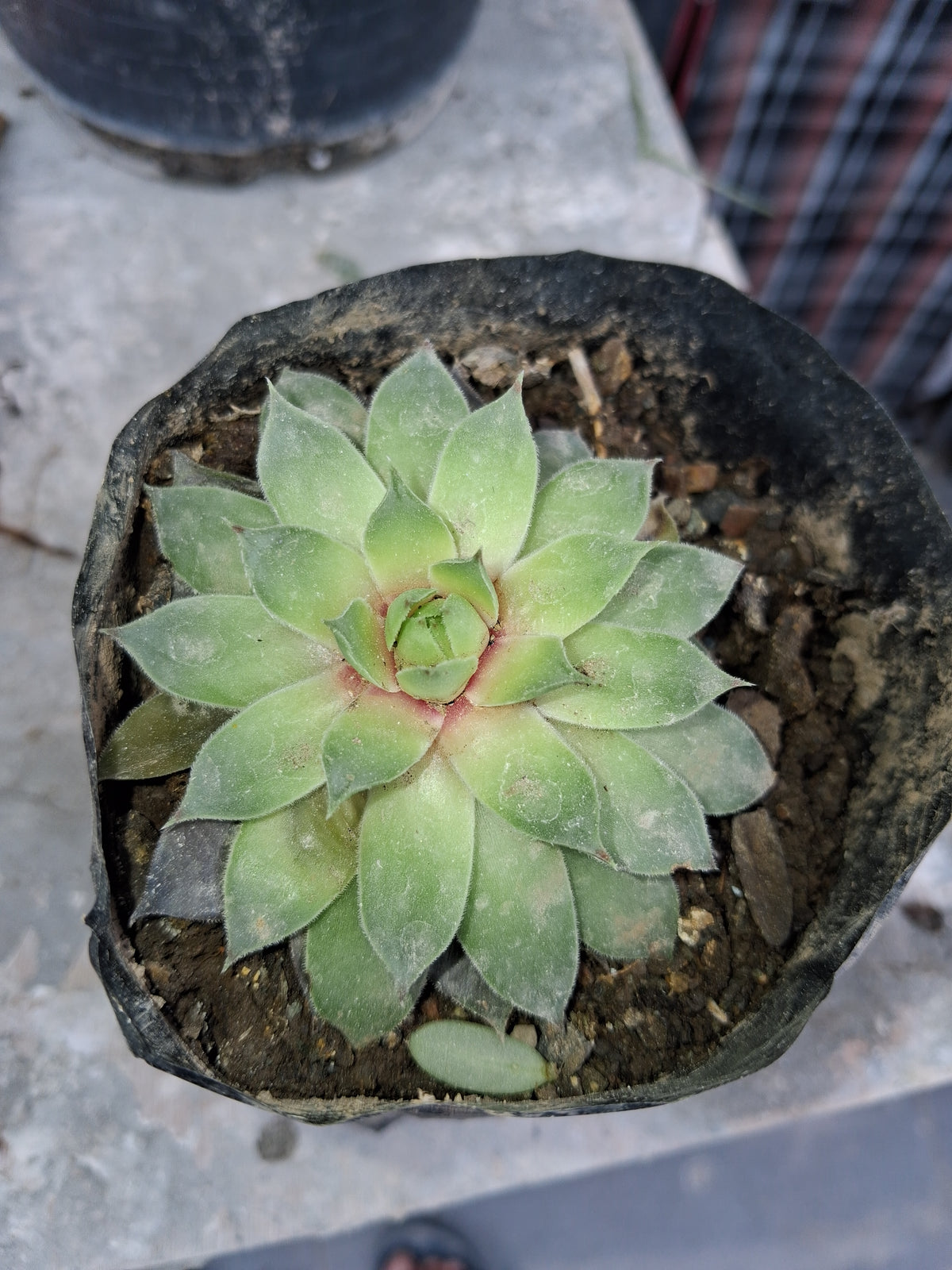 Laxmi kamal/Lotus Succulent
